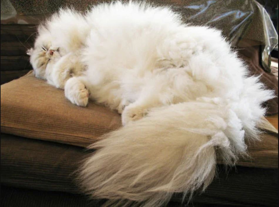 Ваша шерсть. Персидская длинношерстная шиншилла. Пушистые коты. Пушистая кошка. Очень пушистый кот.